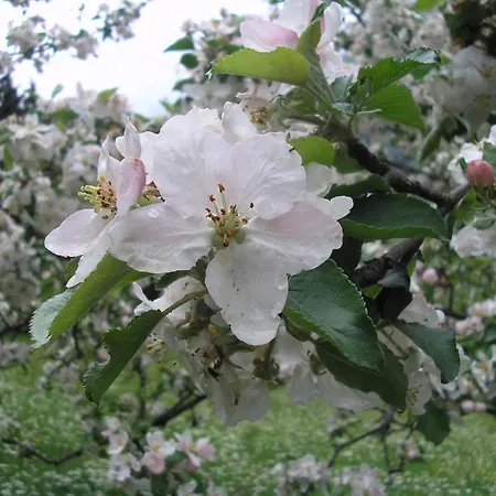 Apartamento Haus Oberhaslach