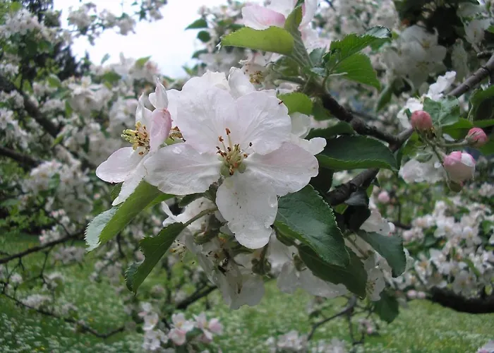 公寓 Haus Oberhaslach